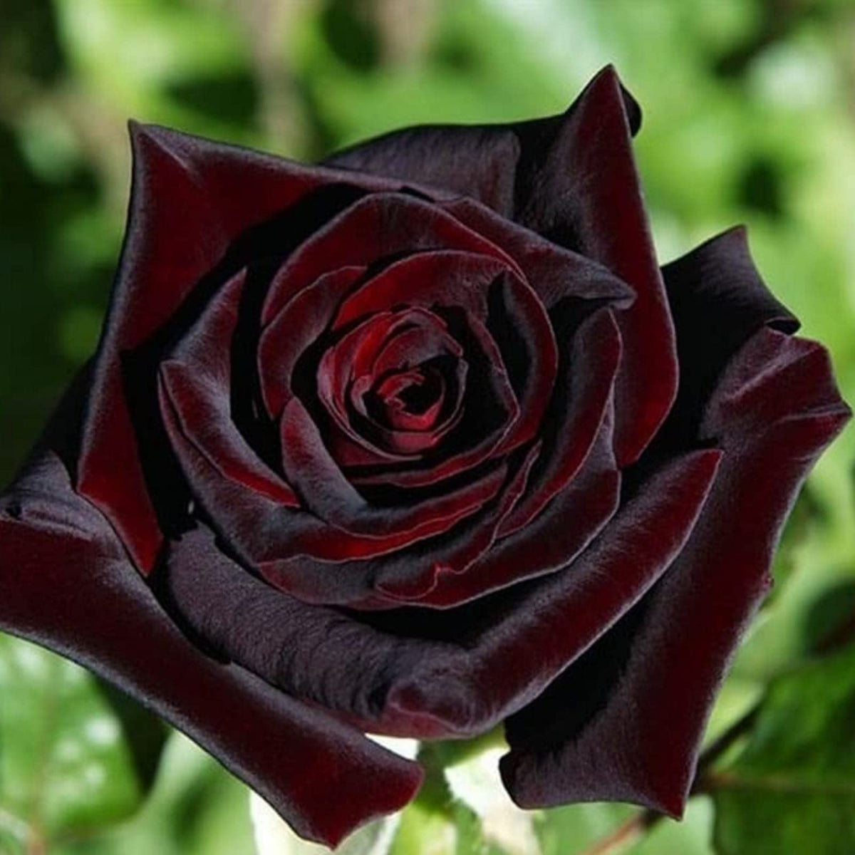Rare Black Grafted Red Climbing Rose Flower seeds for Planting - Compact Growth, Heirloom & GMO Free Seeds for Home Garden
Sale seeds for home garden