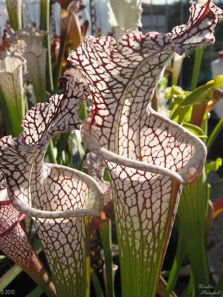 Carnivorous Flower seeds for Planting - Garden Favorite, Heirloom & GMO Free Seeds for Home Garden