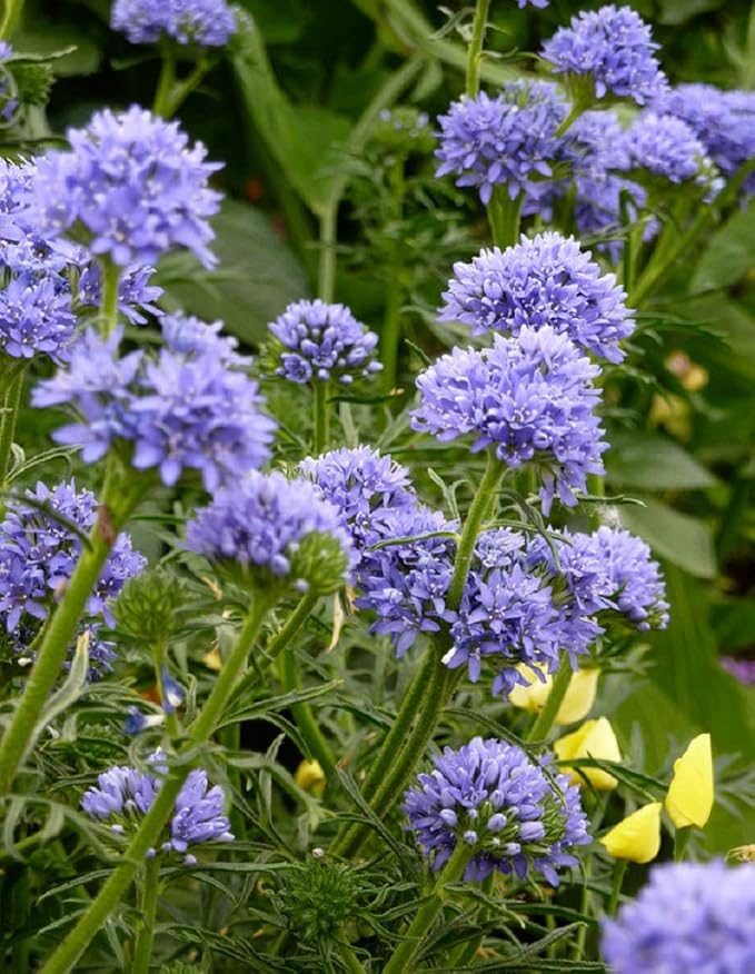 Globe Gilla seeds for stunning globe flowers