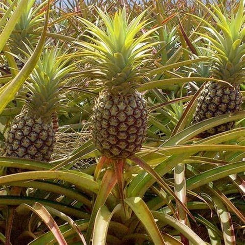 Pineapple Seeds for Planting Grow Your Own Pineapple Fruits