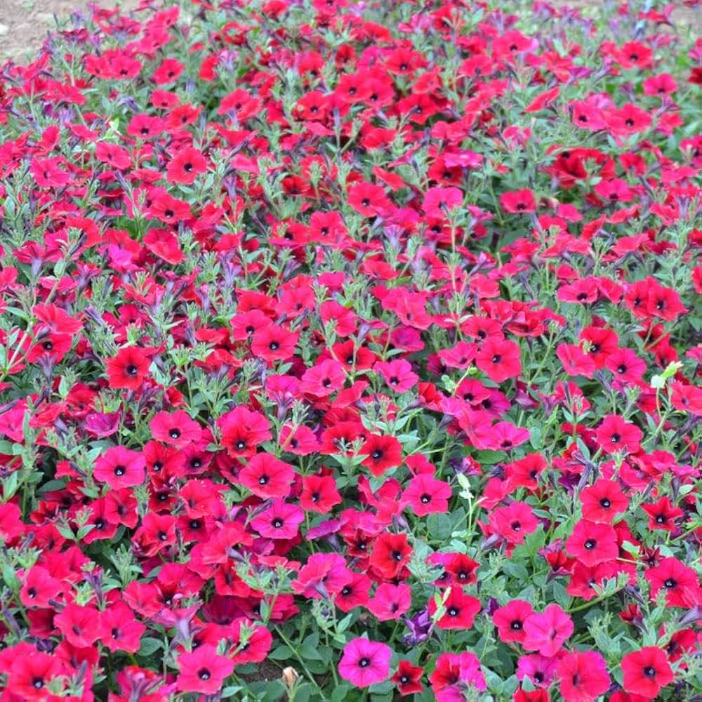 Petunia Red Easy Wave Flower Seeds for Planting - Vibrant Annual Blooms