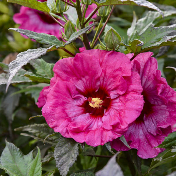 Heirloom Rose Mallow Flower seeds blooming in flower beds, containers, borders, and pollinator-friendly gardens