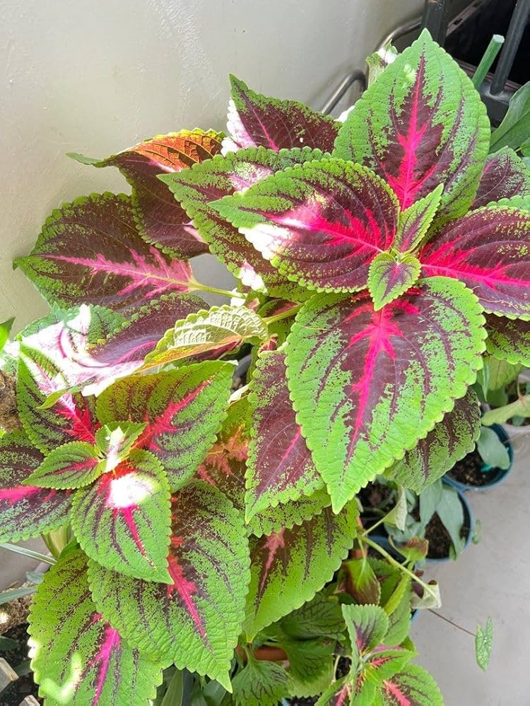 Pink Green Coleus Cottage Garden Essential Heirloom & GMO Free Seed for Plantings for Planting for Home Garden Sale