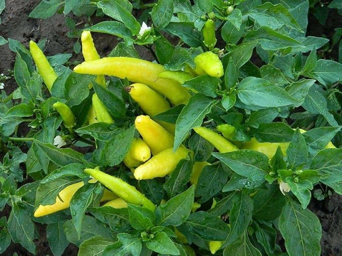 Hungarian Wax Pepper Seeds for Hot, Flavorful Peppers