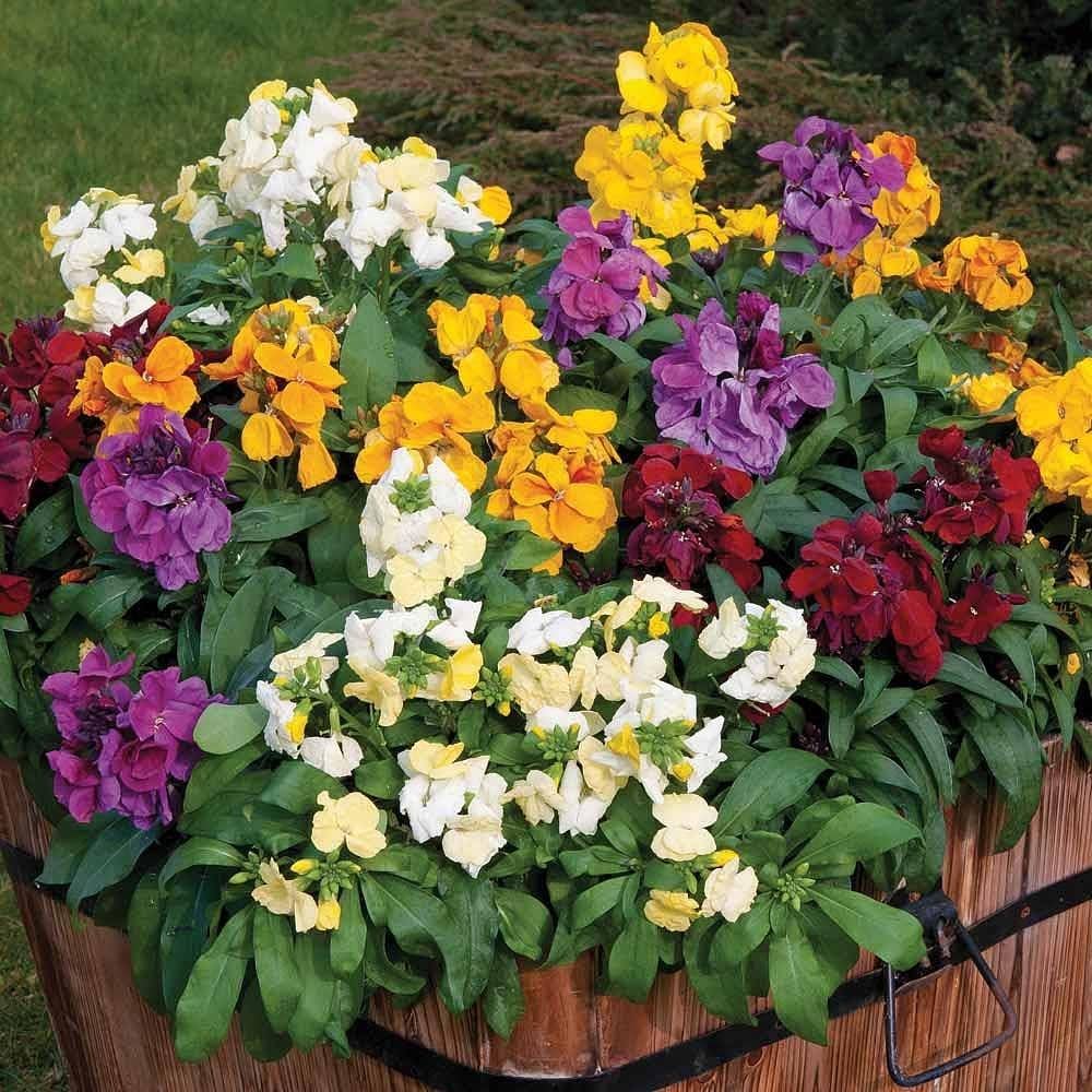 Mixed Erysimum Flower seeds blooming in flower beds, containers, borders, and pollinator-friendly gardens