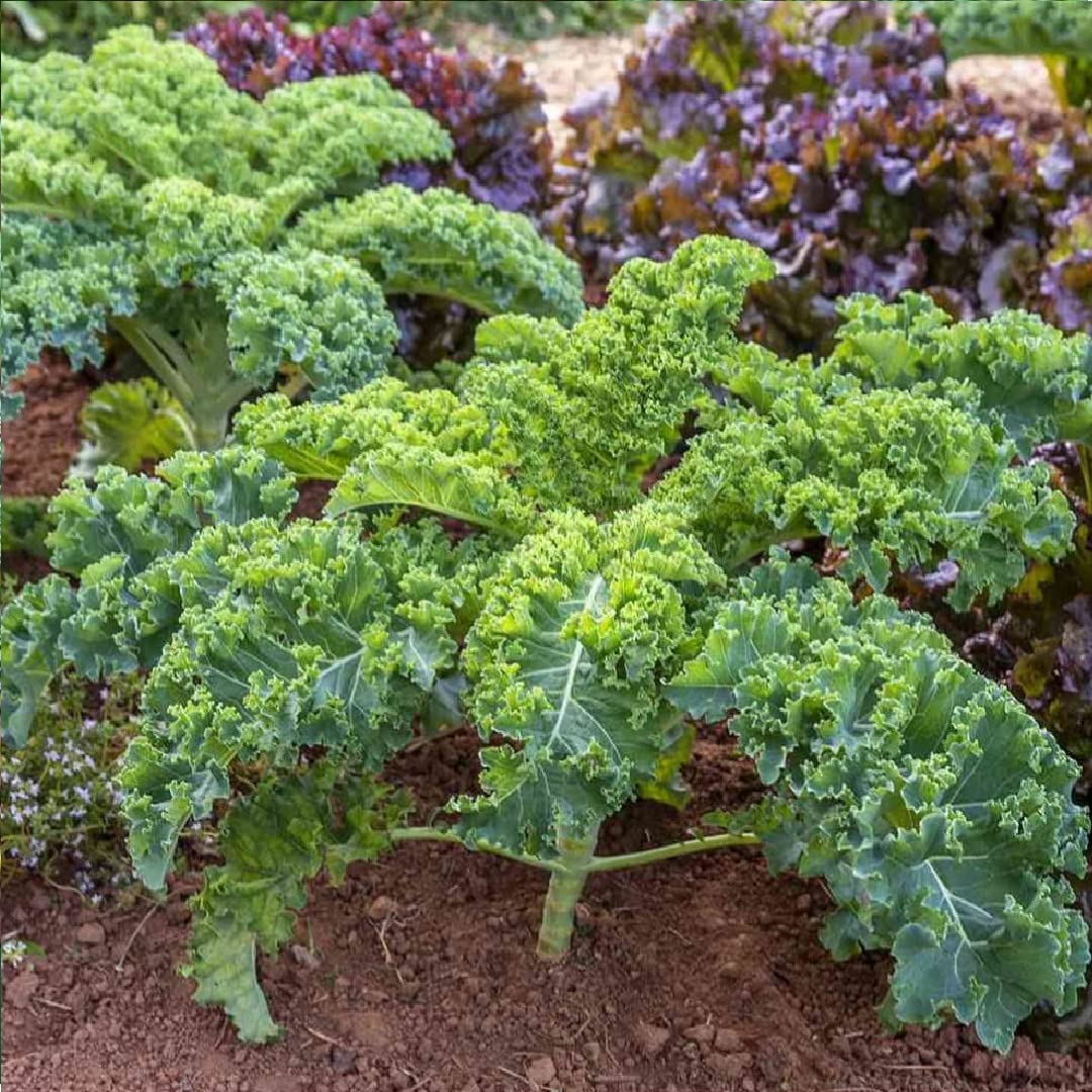 Ethiopian Kale Seeds for Planting Brassica carinata for vegetable patches and home gardens