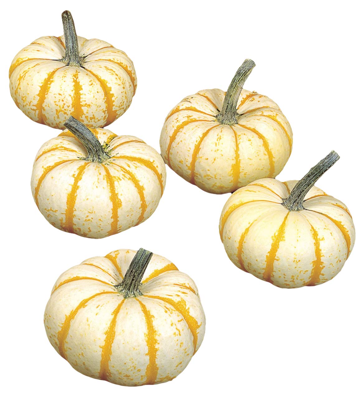 Lil' Pump Ke Mo Pumpkin Seeds for Planting vegetable patch