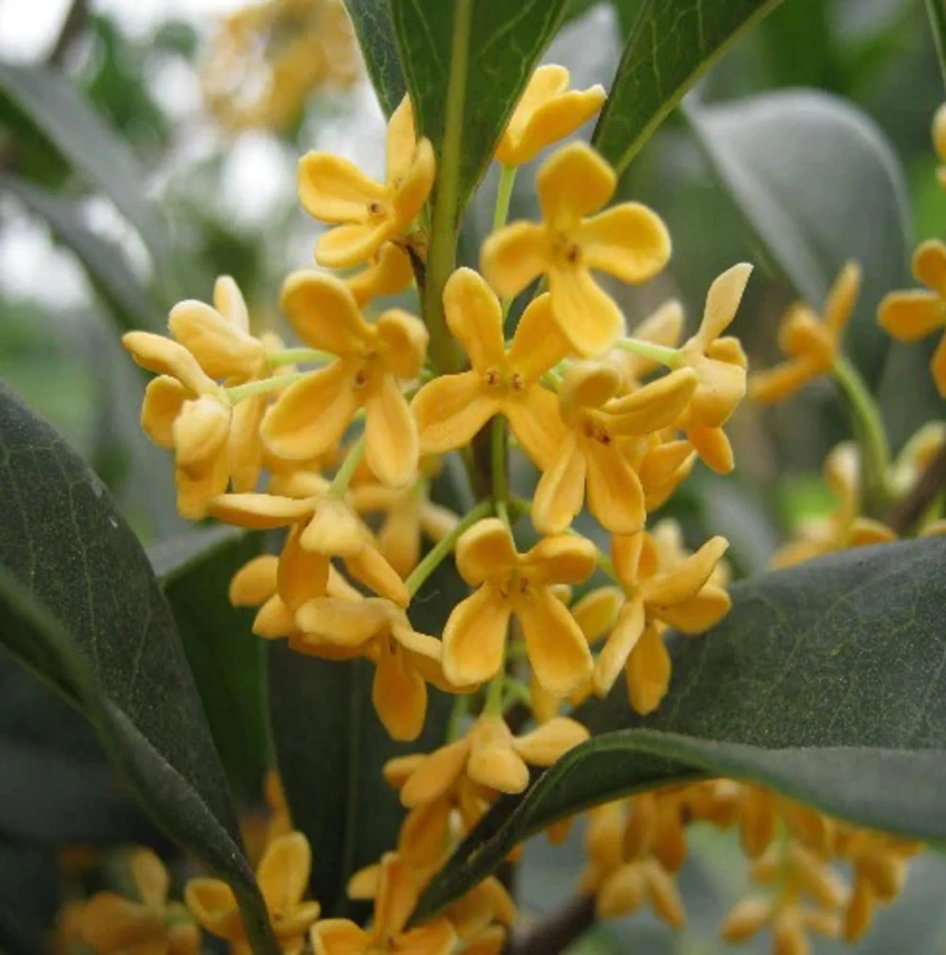 Osmanthus Flower seeds for Planting - Seasonal Bloomer, Heirloom & GMO Free Seeds for Home Garden