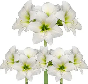 Amaryllis Seeds, Barbados Lily Flower Seeds