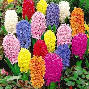 Hyacinthus Orientalis Flower seeds for Planting - Long Bloom Season, Heirloom & GMO Free Seeds for Home Garden
Sale seeds for home garden