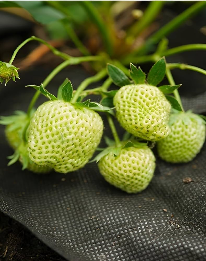 Green Strawberry Seeds for Planting