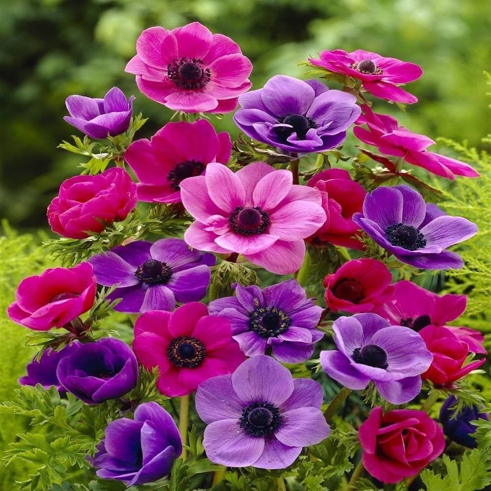 Mixed Colour Anemone Flower Seeds for Planting Compact Growth Heirloom & GMO Free Seeds for Home Garden
Sale