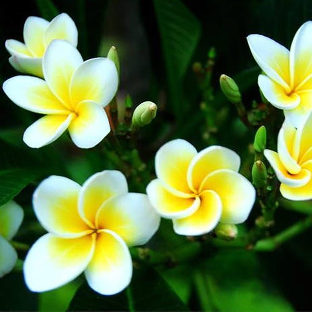 Plumeria Agave Plumeria spp Rare Mayan Flower Seeds for Planting in Tropical Garden