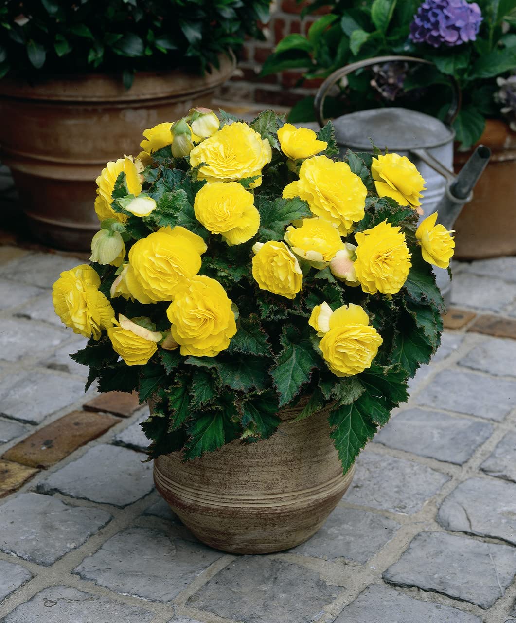 Light Yellow Begonia Flower seeds for Planting - Drought Tolerant, Heirloom & GMO Free Seeds for Home Garden