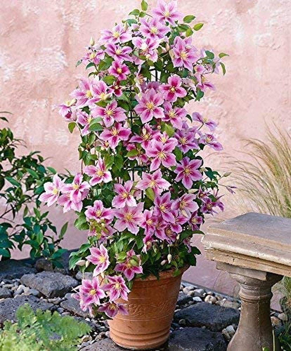Light Pink Clematis Flower seeds for Planting Premium Quality Heirloom & GMO Free Seeds for Home Garden
Sale for planting in home garden