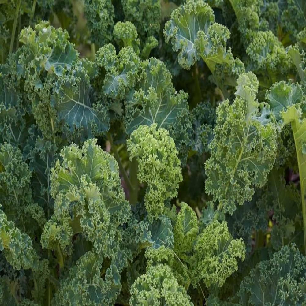Scarlet Kale Brassica oleracea Seeds for Planting in Vegetable Garden