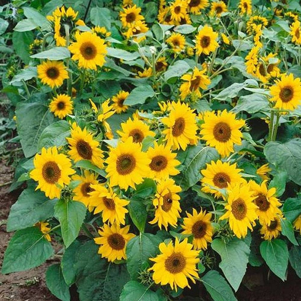 Dwarf Sunflower Bonsai Seeds