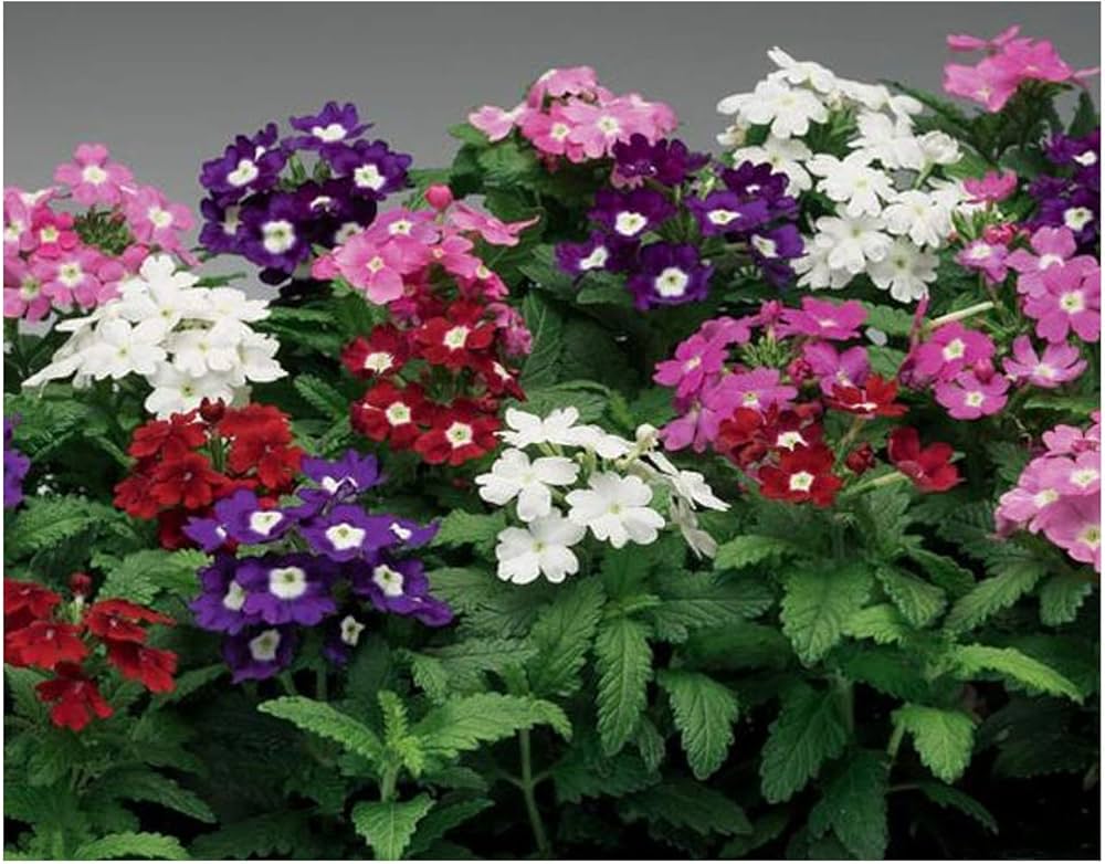 Mixed Verbena Flower seeds for Planting - Fragrant Blossoms, Heirloom & GMO Free Seeds for Home Garden