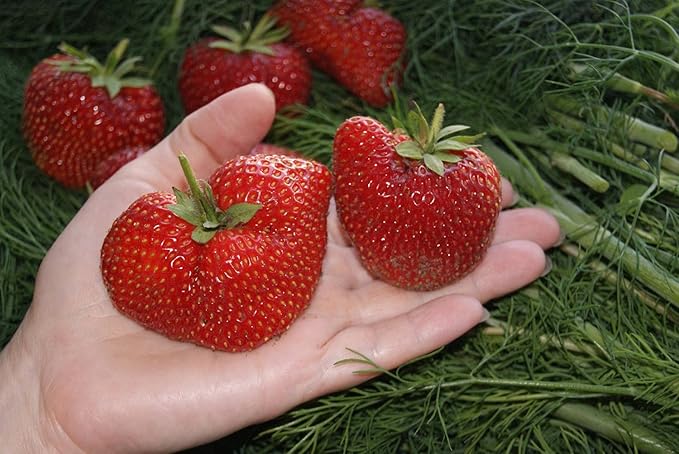 Super Giant Strawberry Seeds for Extra Perennial Fruit Seeds for Home Gardens, Raised Beds & Containers