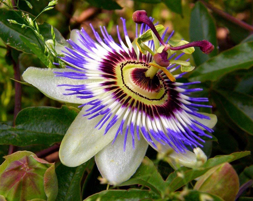 Passionflower Seeds for Planting Passiflora Incarnata trellis garden pollinator space