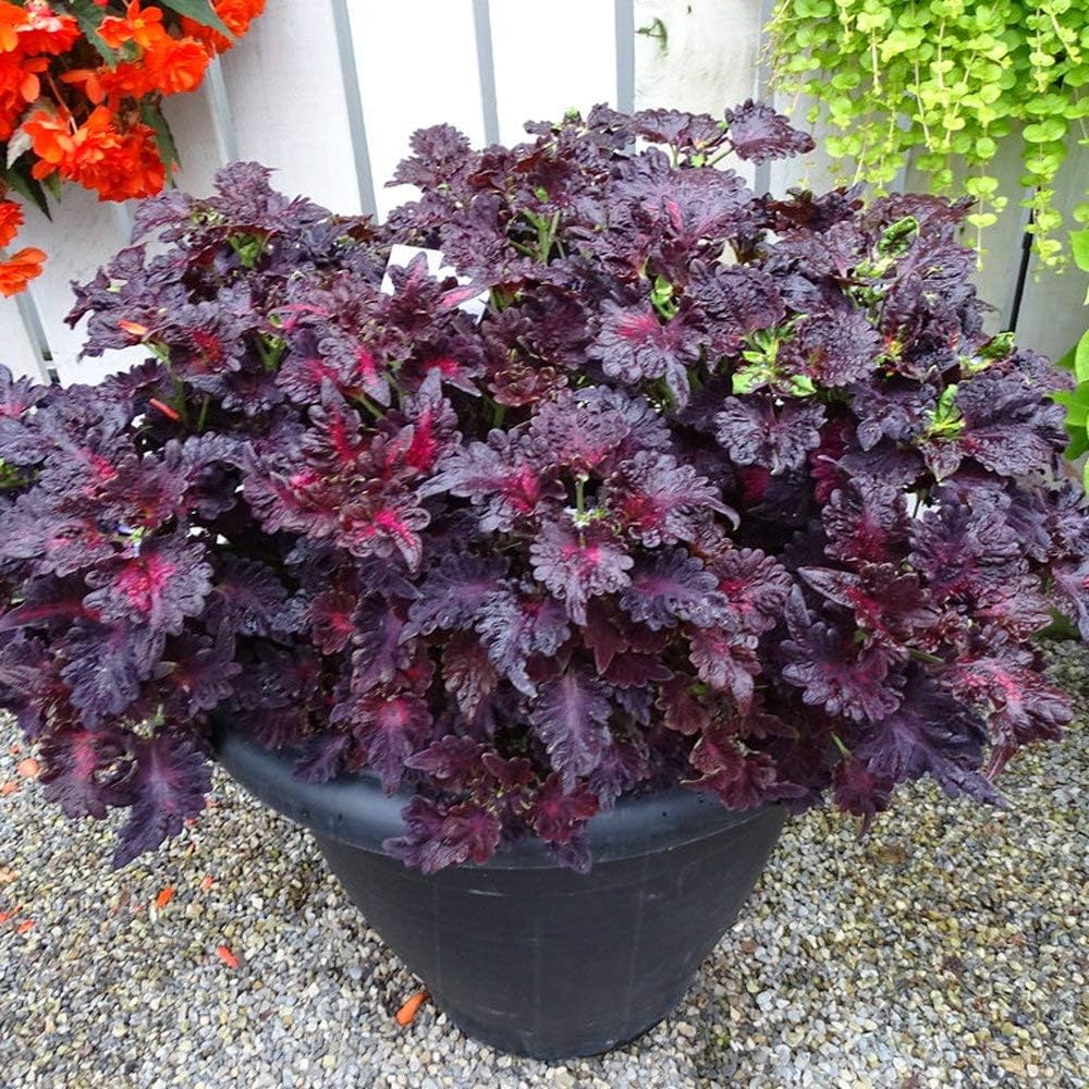 Black Coleus Flower seeds for Planting - Colorful Display, Heirloom & GMO Free Seeds for Home Garden
