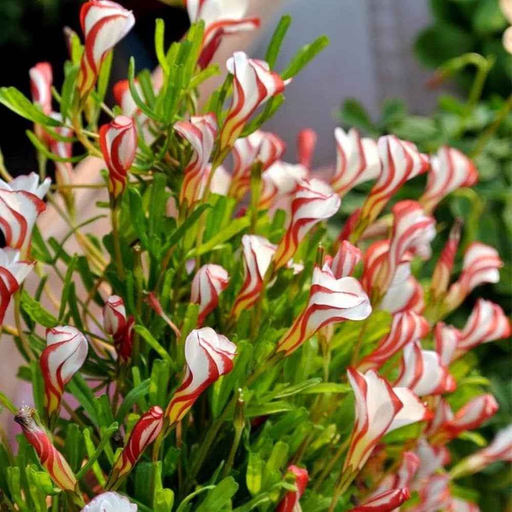 Oxalis Versicolor Candy Cane Sorrel Oxalis versicolor Seeds for Planting in Home Garden