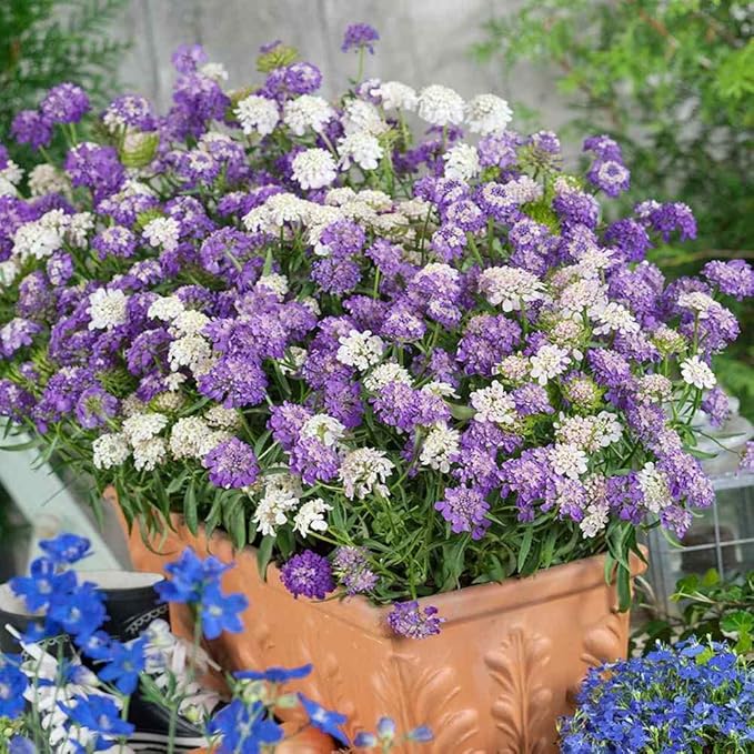 Globe Candytuft Seeds for Beautiful, White Candytuft Blooms