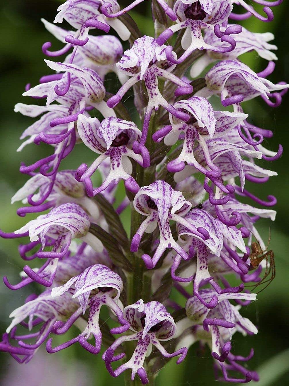 White Man Orchid Flower seeds for Planting - Low Maintenance, Heirloom & GMO Free Seeds for Home Garden