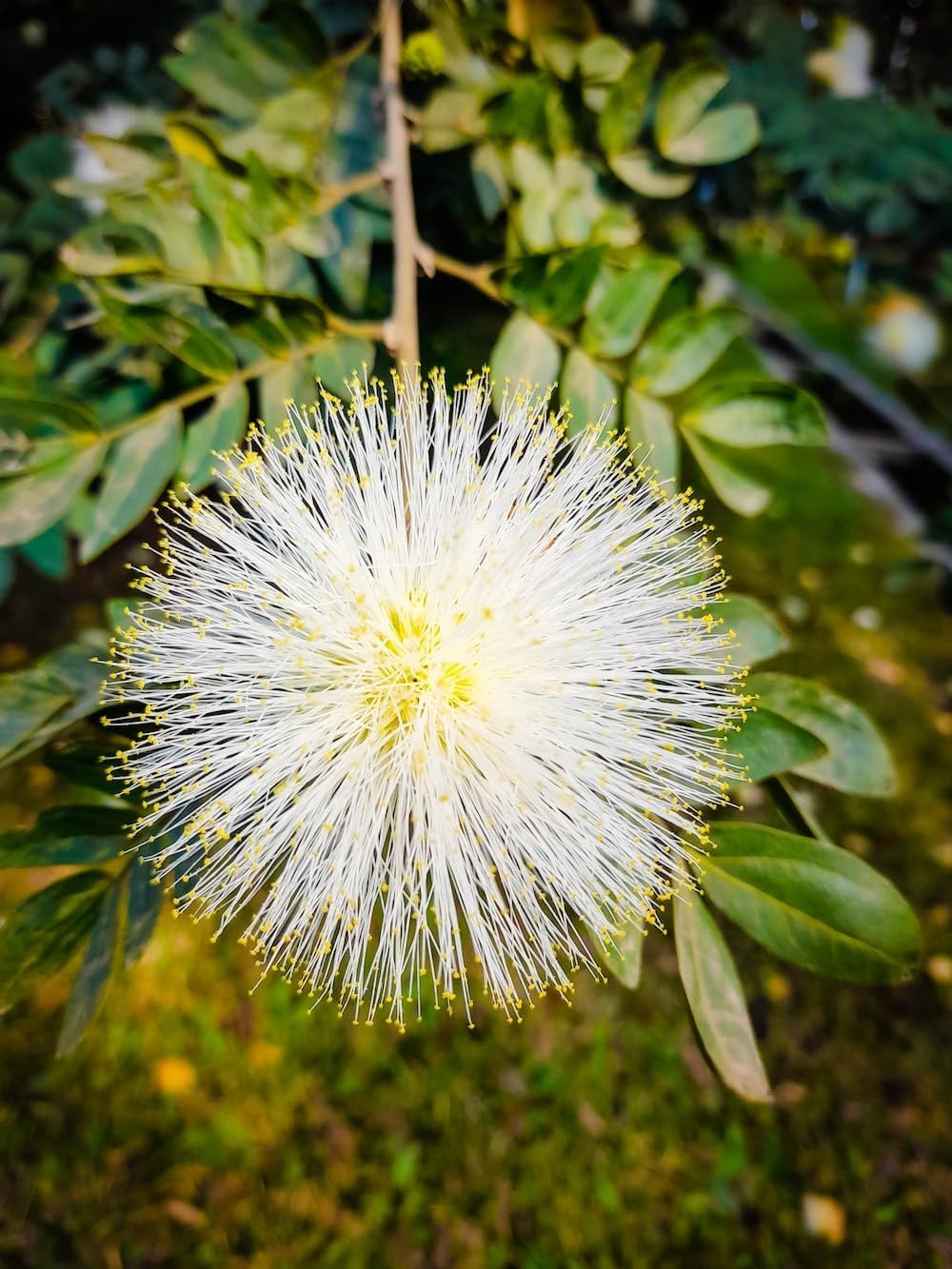 Mimosa Flower seeds blooming in flower beds, containers, borders, and pollinator-friendly gardens