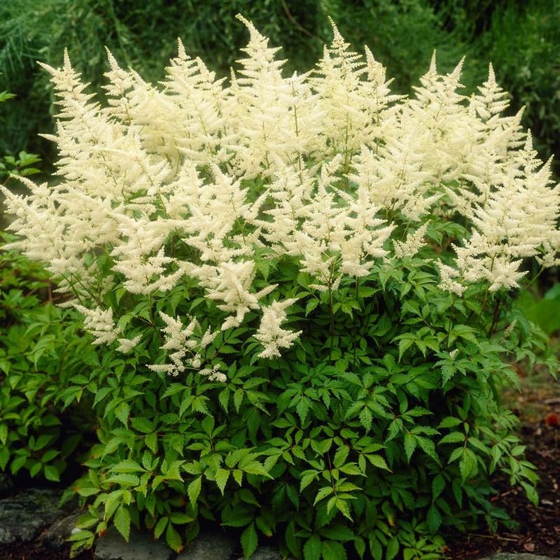 Green Astilbe Flower Seeds for Planting Fragrant Blossoms Heirloom & GMO Free Seeds for Home Garden
Sale
