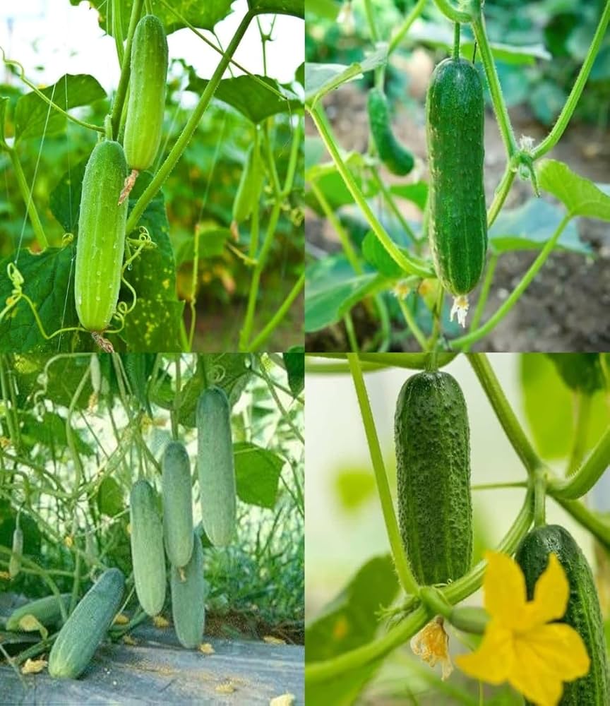 Cucumber Planting Seeds Perfect for Home Gardening