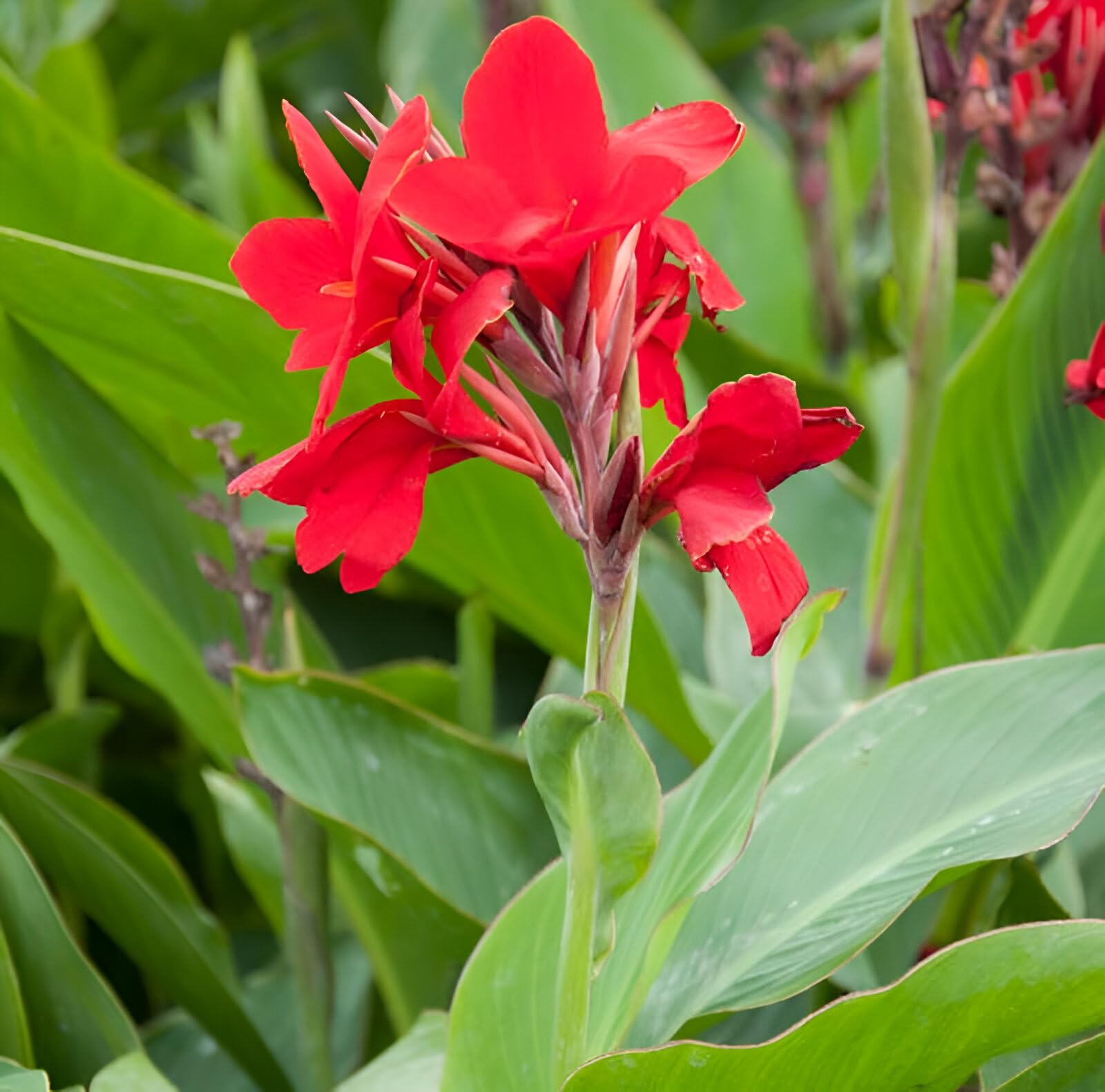 Pyrostegia Venusta Calathea Flower seeds for Planting Cut Flower Favorite Heirloom & GMO Free Seeds for Home Garden