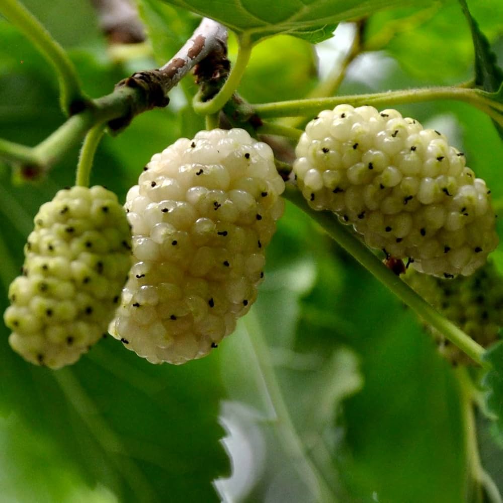 Morus Alba White Mulberry Tree Seeds