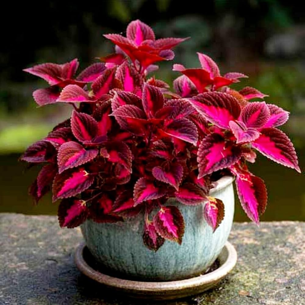 Red Coleus Flower seeds for Planting - Sun Loving, Heirloom & GMO Free Seeds for Home Garden