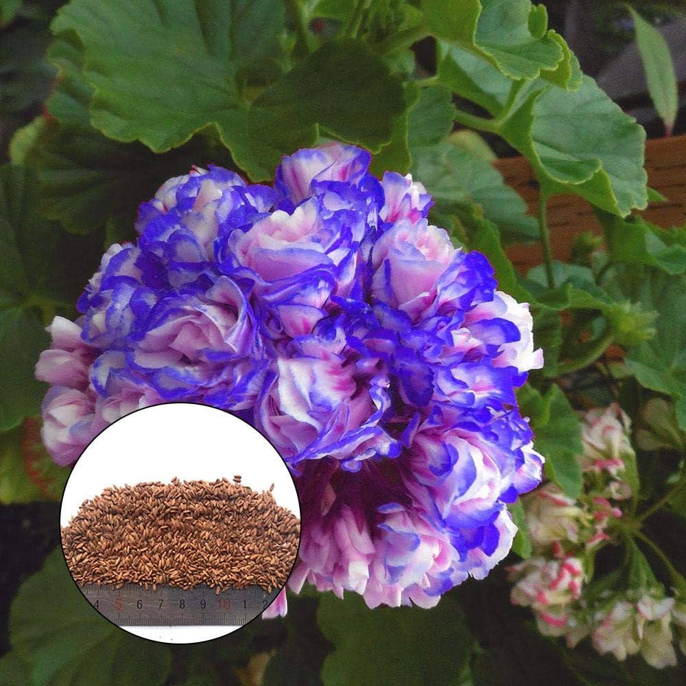 Blue Light Pink Geranium Flower Seeds for Planting Sun Loving Heirloom & GMO Free Seeds for Home Garden
Sale