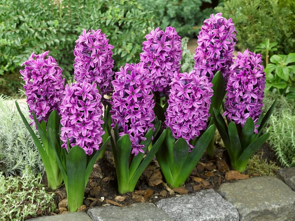 Burgundy Hyacinth Flower seeds for Planting - Cottage Garden Essential, Heirloom & GMO Free Seeds for Home Garden