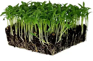 Cilantro Langsam Bolt seeds for flavorful cilantro