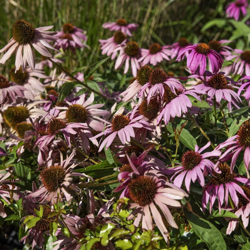 Coconut Lime Echinacea Coneflower Echinacea purpurea Seeds for Planting in Flower Bed