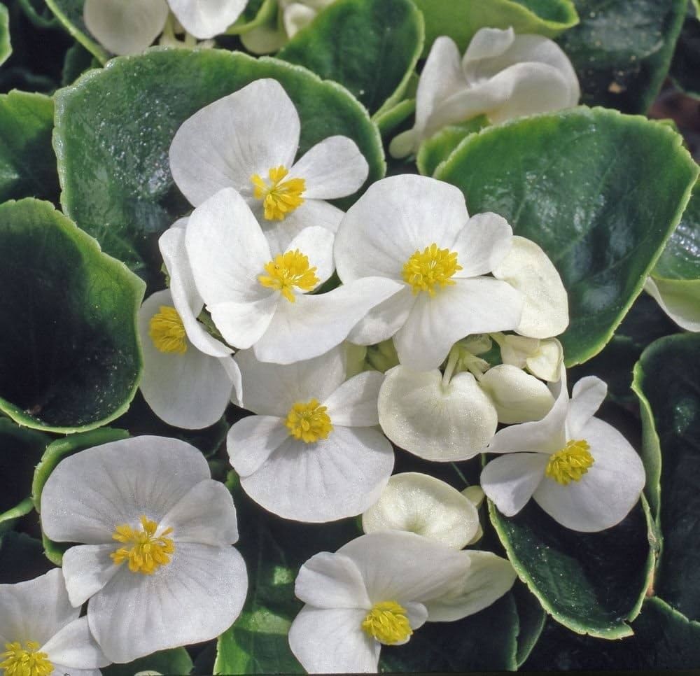 Pelleted Begonia Hot Tip White Seeds
