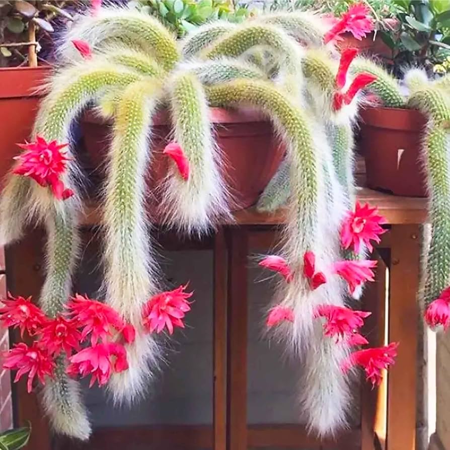 Monkey Tail Cactus Flower Seeds for Planting Unique Cacti for Your Garden - Evergrowseeds