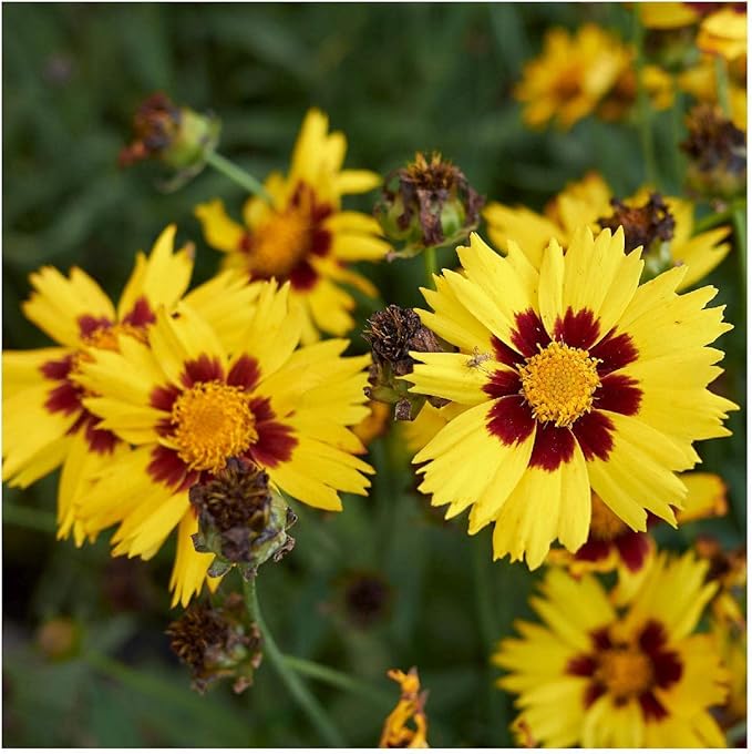 Largeflower Tickseed Wildflower Seeds for Bright, Cheerful Flowers