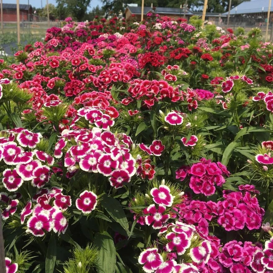 Dianthus Barbatus Sweet William Seeds for Planting in Flower Bed & Garden