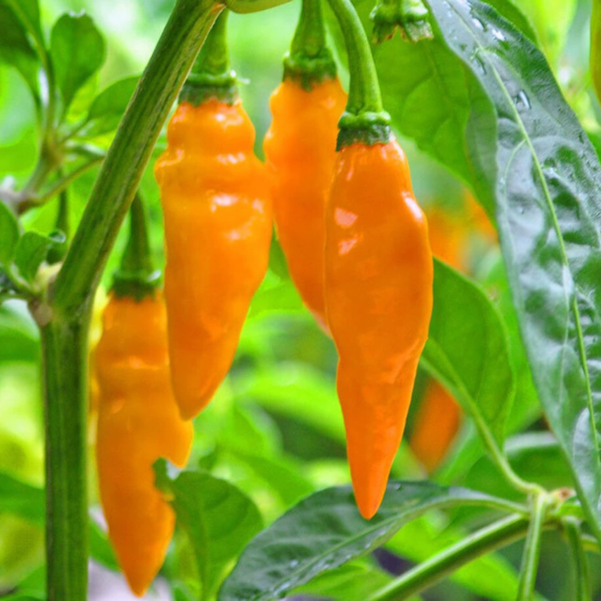 Datil Pepper Capsicum chinense Seeds for Planting