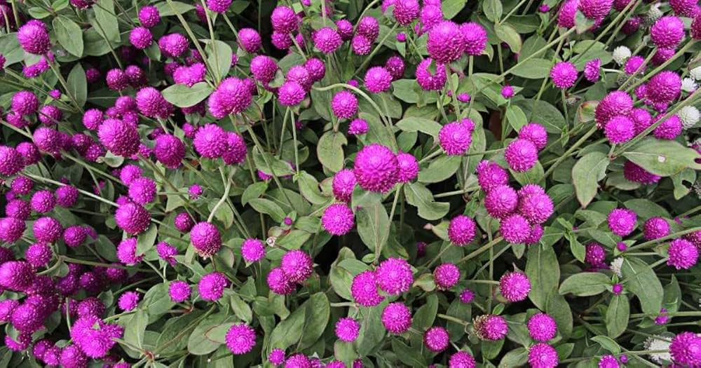 Gomphrena Higro Lila Seeds for Planting Heat-Tolerant Annual Flowers