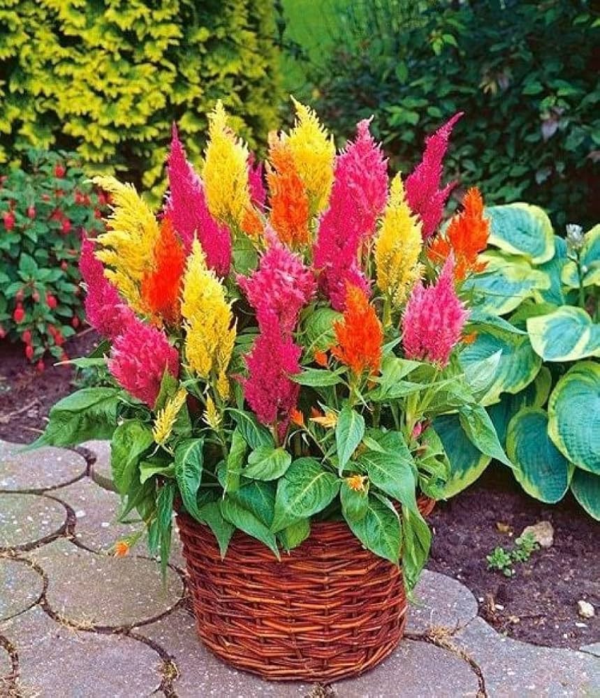 Celosia Chef Mix Seeds for Planting Edible Ornamental Garden Blooms Heirloom Non-GMO Seeds