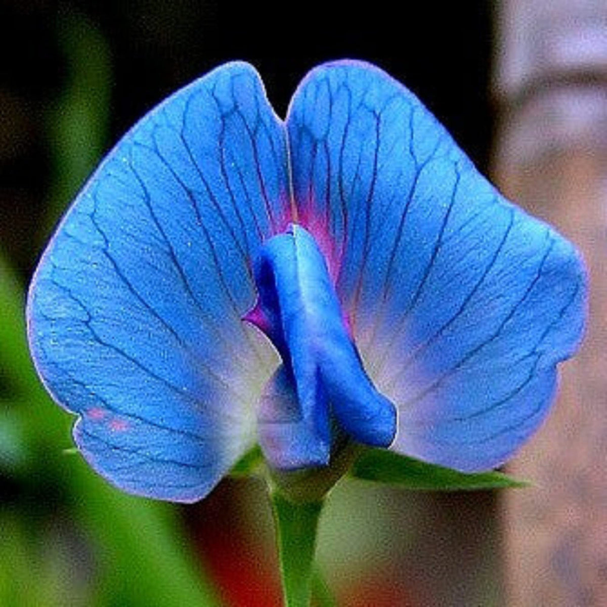 Light (Light Blue) seeds for planting in home garden