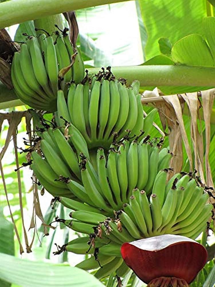 Banana Seeds for Planting Grow Your Own Green Fruit