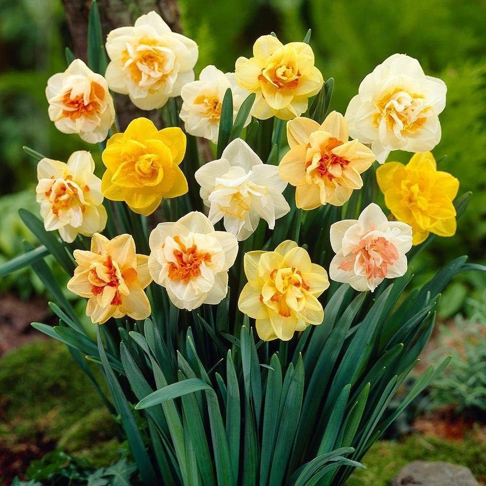 Daffodil Flower Planting Seeds for Vibrant Spring Blooms