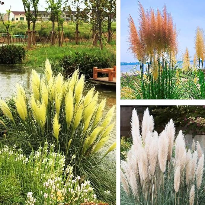 Grass plant seeds for planting in lawn or garden