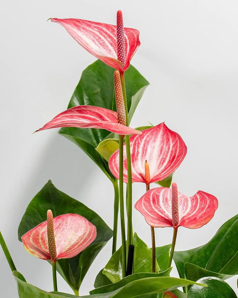 Pink Anthurium Seeds Flower seeds for Planting - Drought Tolerant, Heirloom & GMO Free Seeds for Home Garden